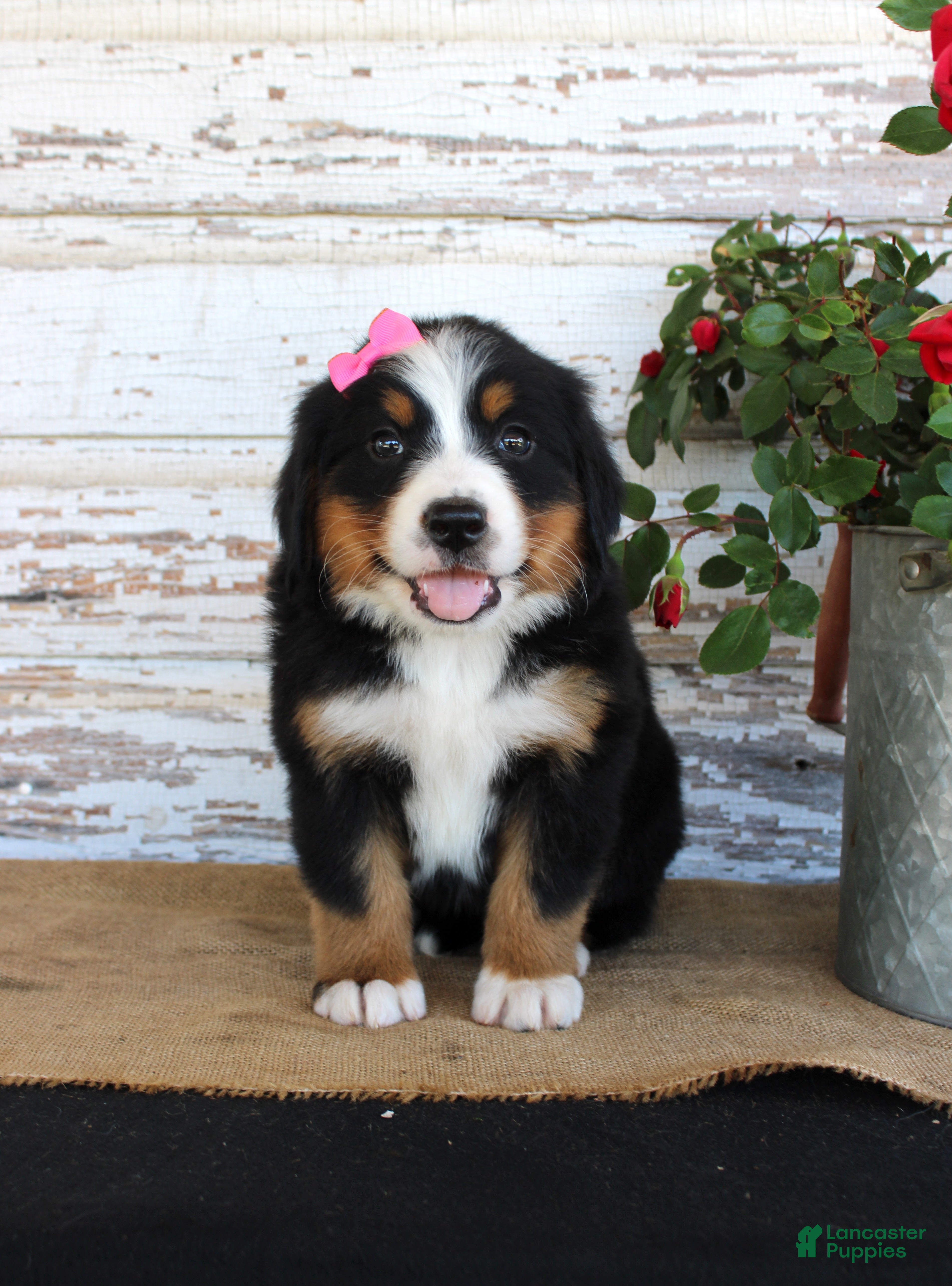 Bernese Mountain Dog dogs Marnie - Ad 38