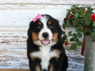 Bernese Mountain Dog dogs Marnie - Ad 38