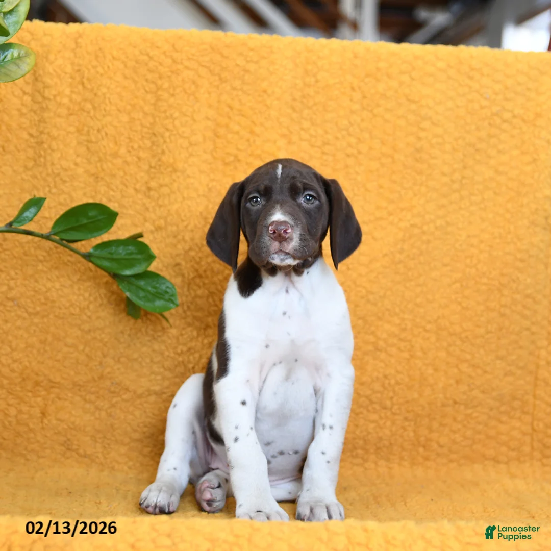 German Shorthaired Pointer dogs for sale: Brittany - Ad 4