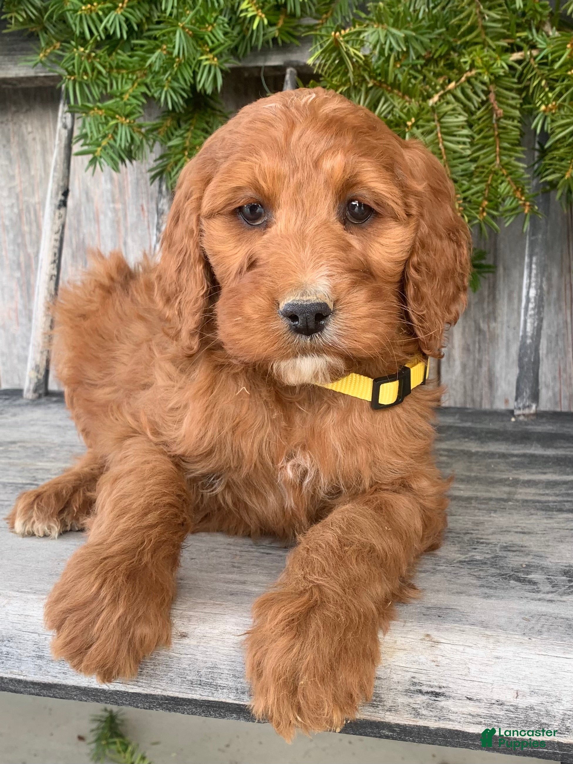 Irish Doodle dogs Daisy - Ad 2