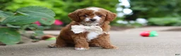 Cavapoo dogs for sale: Pumpkin - Ad 4