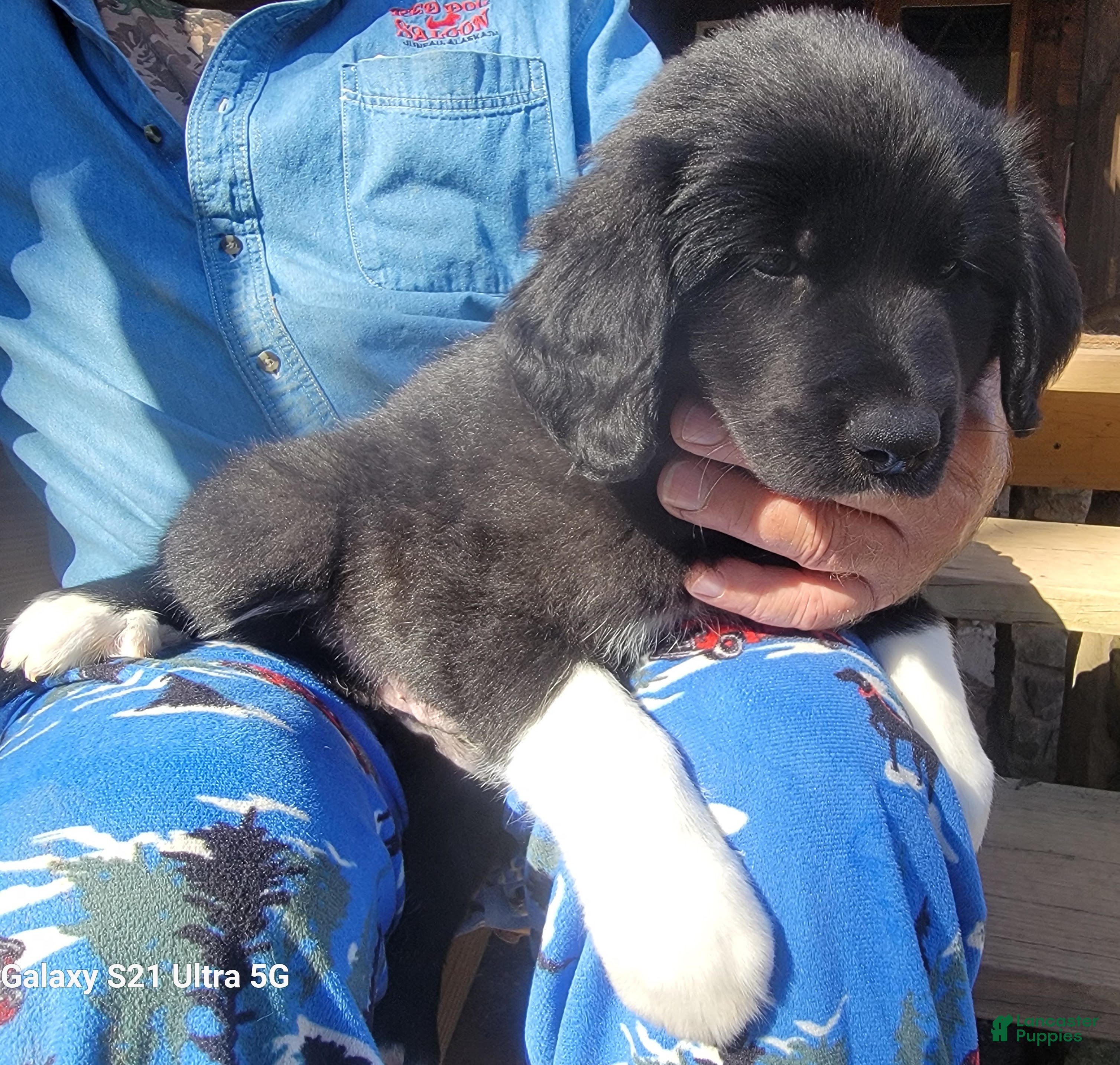 Mixed Breed dogs M6 - Male Great Bernadoodle Puppy - Ad 15