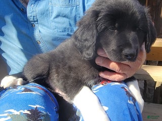 Mixed Breed dogs M6 - Male Great Bernadoodle Puppy - Ad 30