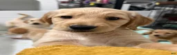 Golden Retriever dogs for sale: Capri - Ad 3