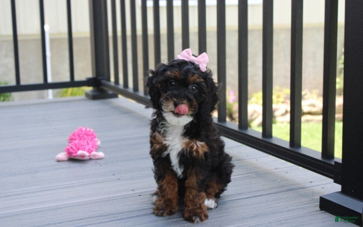 Miniature Poodle dogs Athena  - Ad 2
