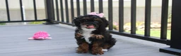 Miniature Poodle dogs for sale: Athena  - Ad 2