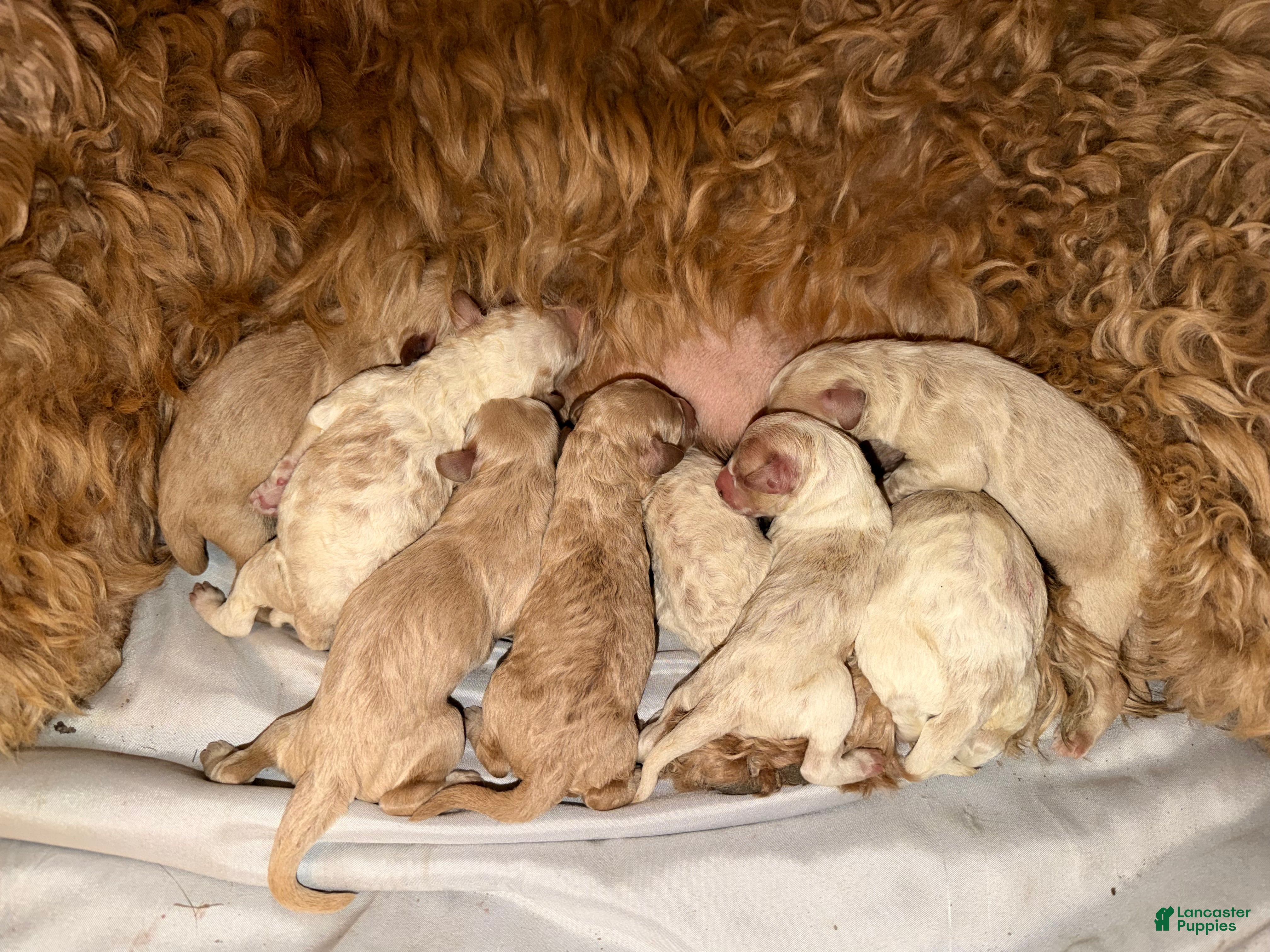 Goldendoodle dogs Hazel - Ad 8