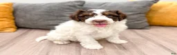 Aussiedoodle dogs for sale: Rusty - Ad 3