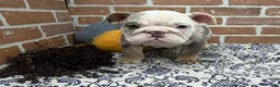 English Bulldog dogs for sale: Easton - Ad 2