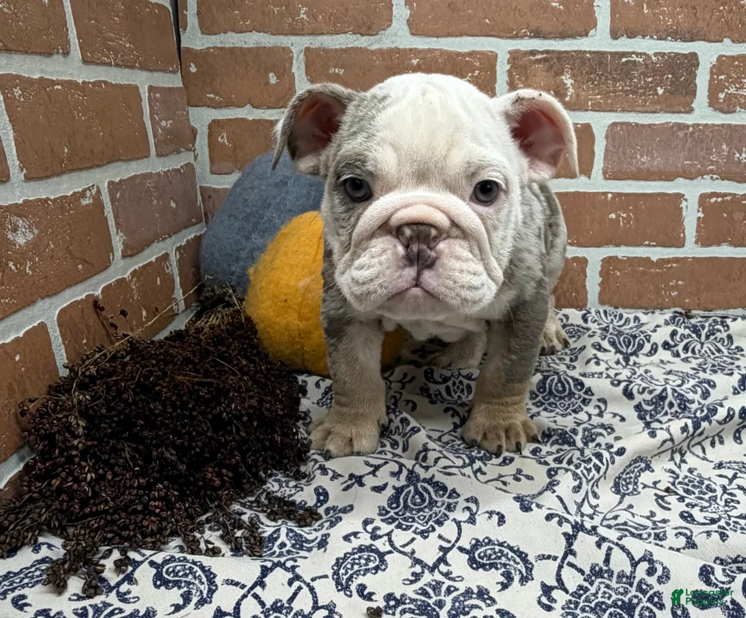 English Bulldog dogs for sale: Easton - Ad 2
