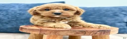 Cavapoo dogs for sale: Goldie - Ad 5