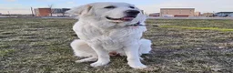 Great Pyrenees dogs for sale: Great Pyrenees 3 - Ad 3