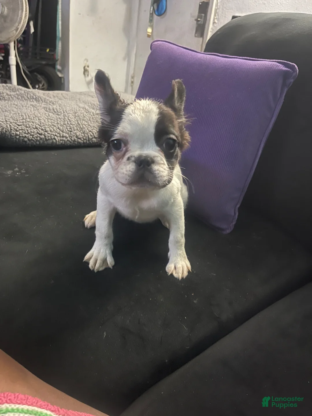 French Bulldog dogs for sale: Fluffy, French Bulldog Puppy 2 - Ad 1