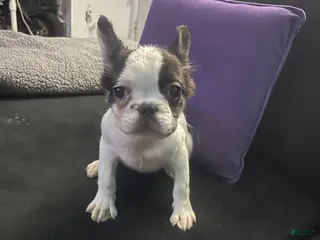 French Bulldog dogs Fluffy, French Bulldog Puppy 2 - Ad 39