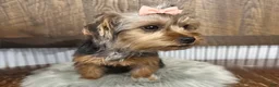 Yorkshire Terrier dogs for sale: Hallie - Ad 4
