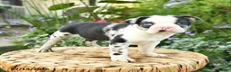 Boston Terrier dogs for sale: Archie - Ad 4