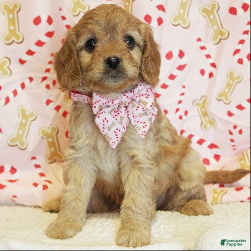 Cavapoo dogs Gingerbread - Ad 3
