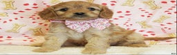 Cavapoo dogs for sale: Gingerbread - Ad 1