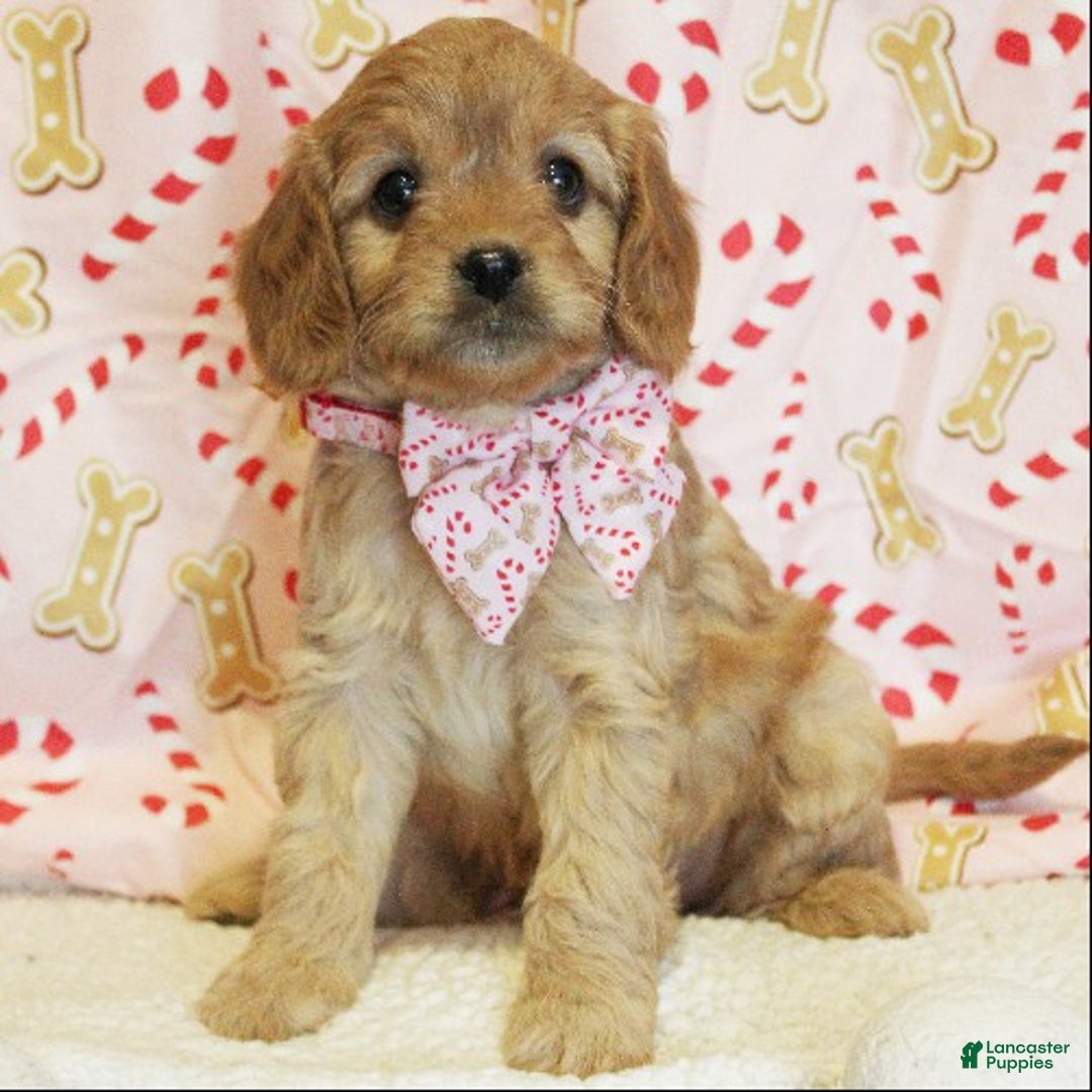 Cavapoo dogs for sale: Gingerbread - Ad 1