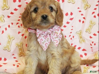 Cavapoo dogs Gingerbread - Ad 37