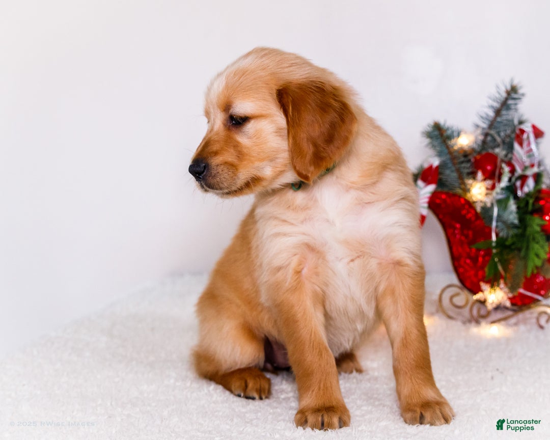 Golden Retriever dogs for sale: Heidi - Ad 6
