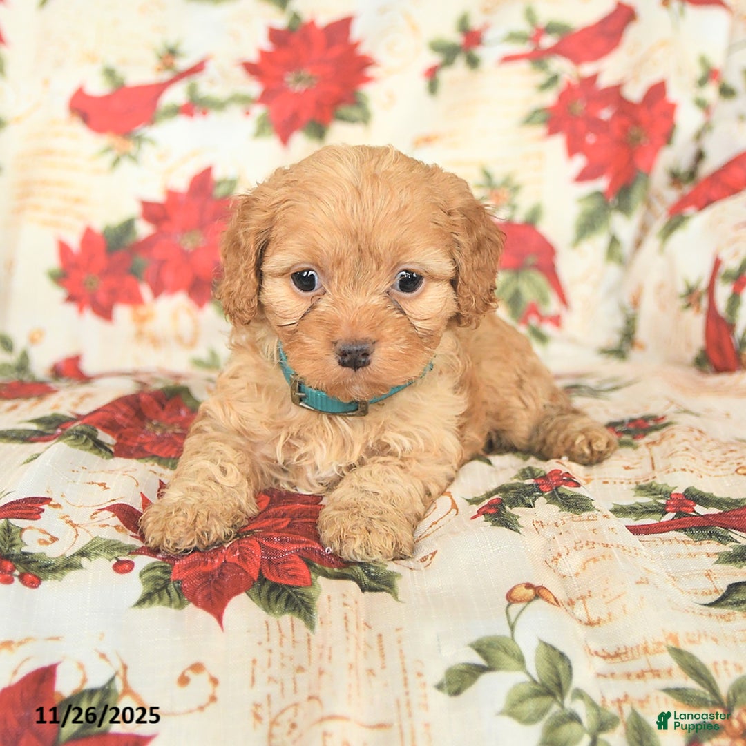 Cockapoo dogs for sale: Spirit - Ad 4