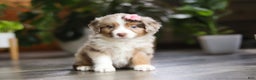 Miniature Australian Shepherd dogs for sale: Carmella - Ad 6