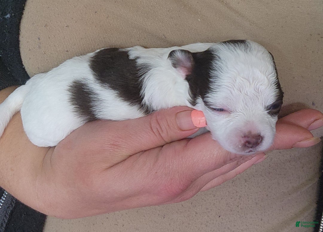 Chihuahua dogs for sale: Macadamia - Ad 5