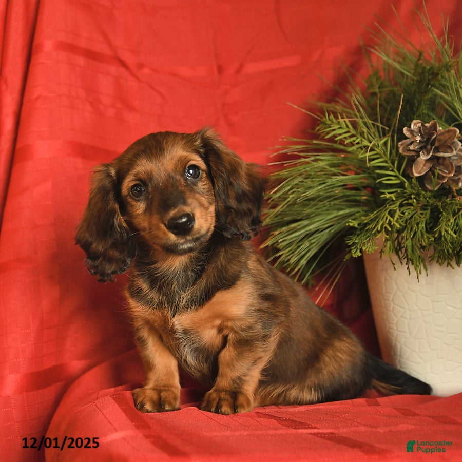 Miniature Dachshund dogs Cooca  - Ad 8