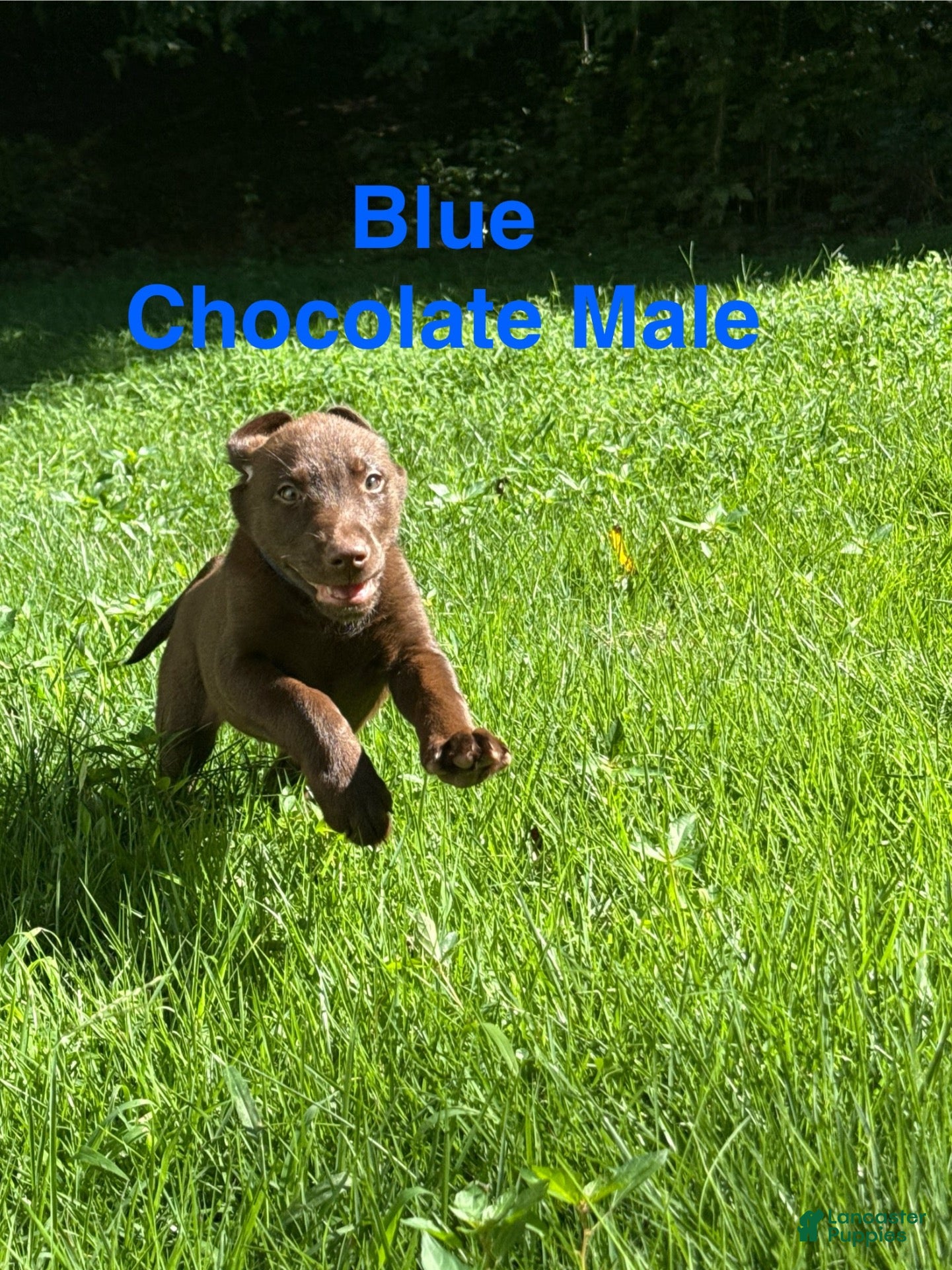 Labrador Retriever dogs Blue  - Ad 1