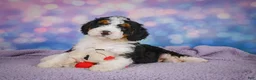 Mini Bernedoodle dogs for sale: Sparky - Ad 10