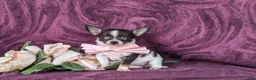 Chihuahua dogs for sale: Kiley 6 lbs Full Grown - Ad 5