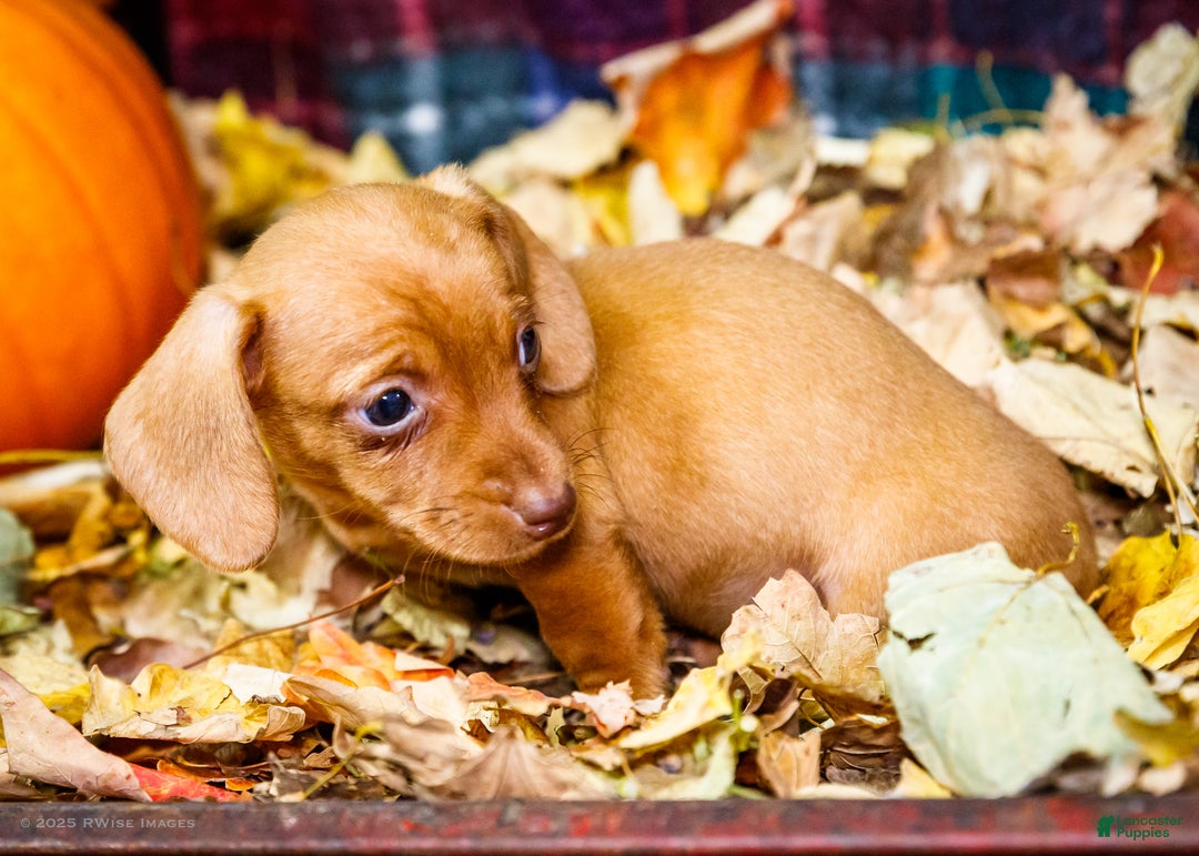 Miniature Dachshund dogs for sale: Ronnie - Ad 10