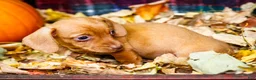 Miniature Dachshund dogs for sale: Ronnie - Ad 17