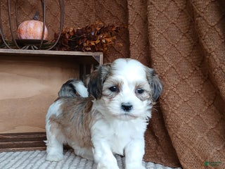 Havanese dogs - Ad 28