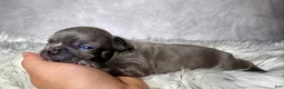 Frenchton dogs for sale: Mr. Kirby - Ad 9