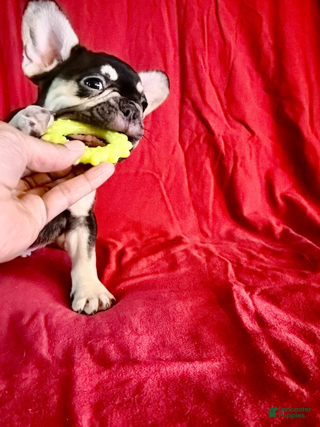 French Bulldog dogs for sale: French Bulldog Puppy 4 - Ad 5