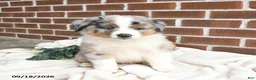 Miniature Australian Shepherd dogs for sale: Hero - Ad 3