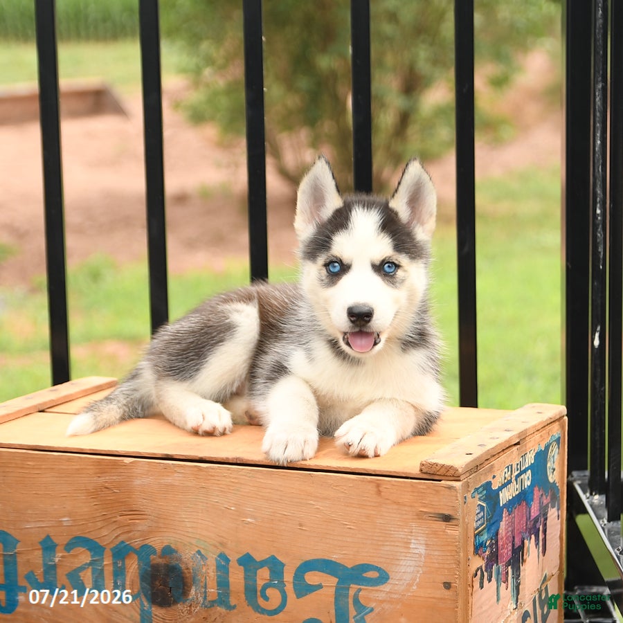 Siberian Husky dogs Barbie - Ad 2