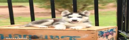 Siberian Husky dogs for sale: Barbie - Ad 2