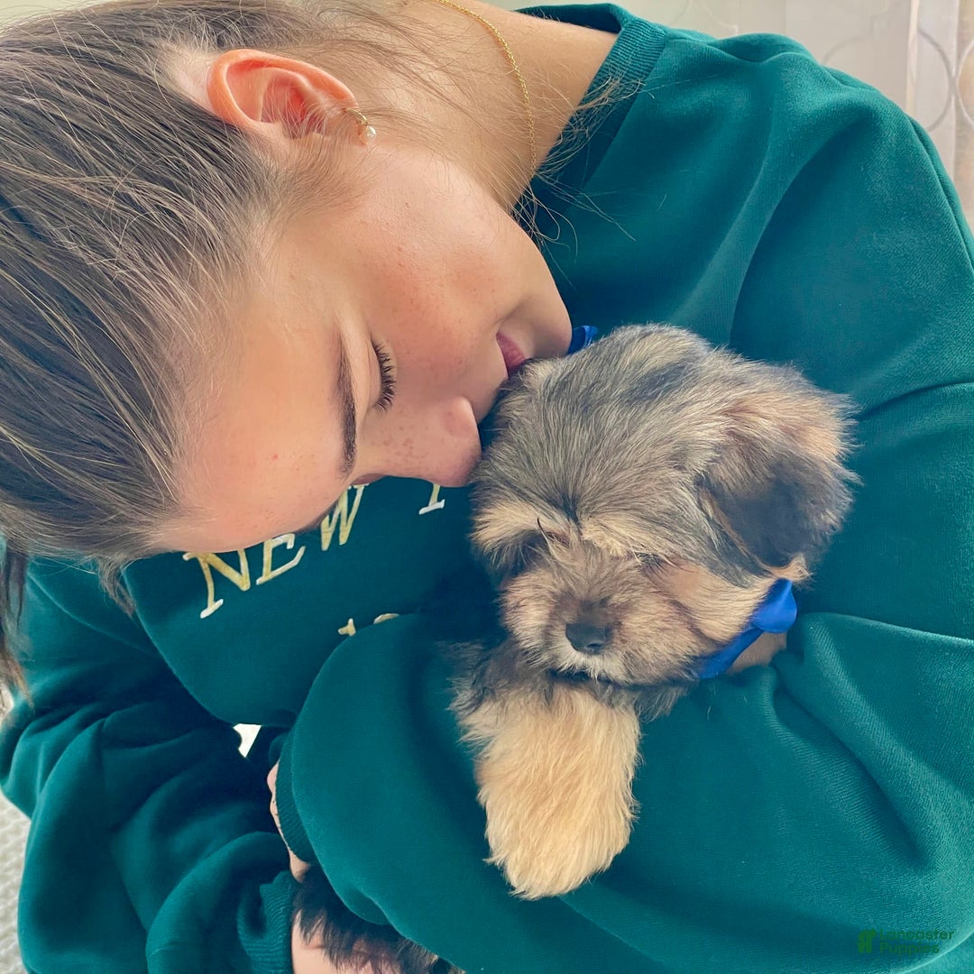 Gallery Image {{count}}