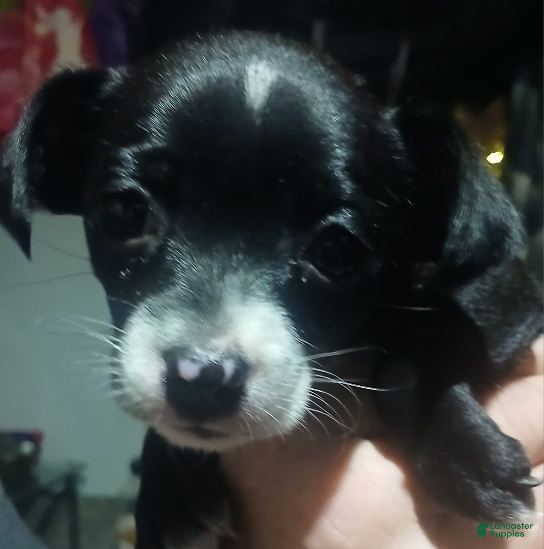 Chihuahua dogs for sale: Lacey,      Chihuahua Puppy 2 - Ad 2