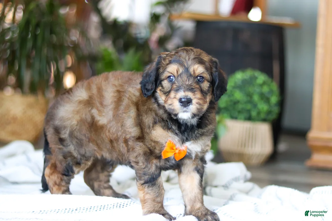 Bernedoodle dogs for sale: Blarney - Ad 4