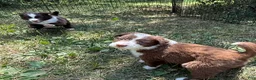 Border Collie dogs for sale: Georgia - Ad 9