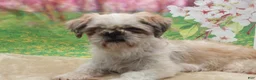 Shih Tzu dogs for sale: Maggie - Ad 4