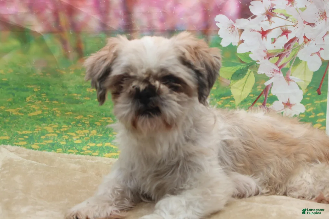 Shih Tzu dogs for sale: Maggie - Ad 4