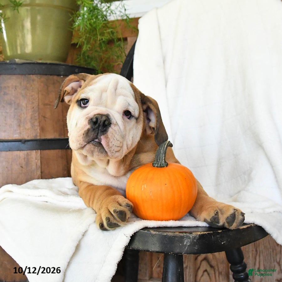 English Bulldog dogs Judah - Ad 2
