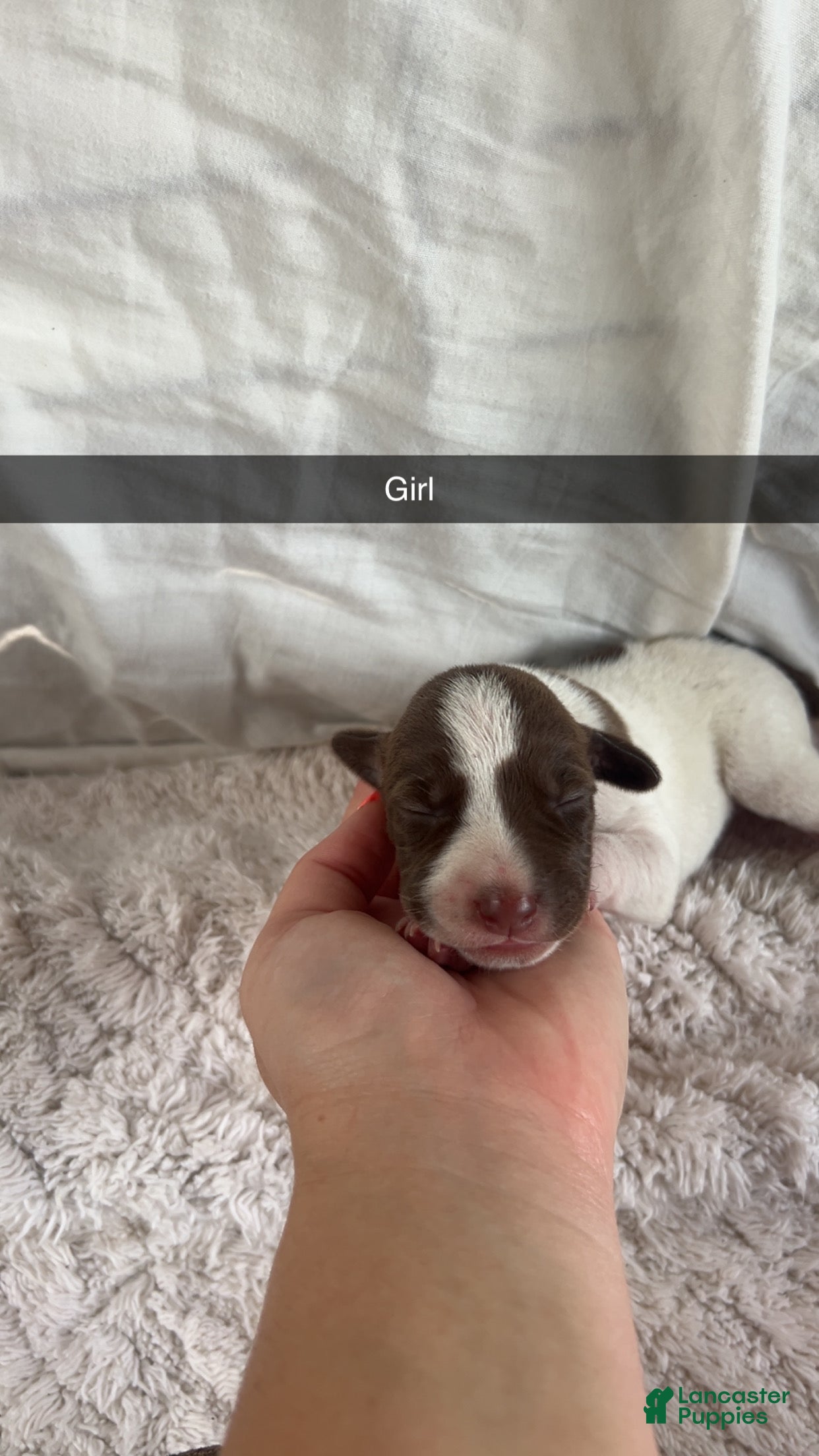 Mixed Breed dogs Mixed Breed 10 - Ad 12