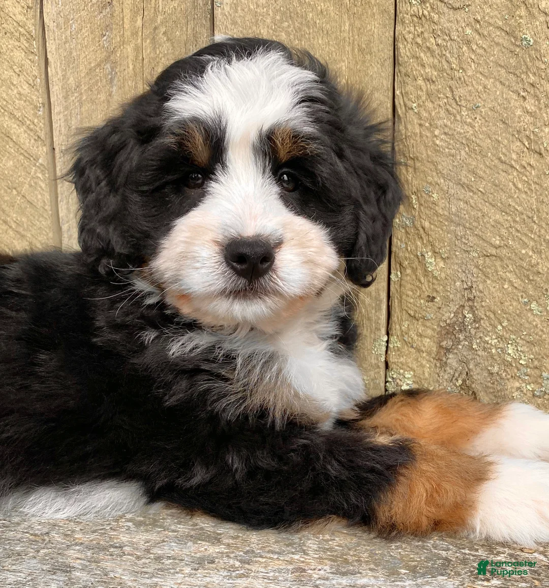 Mini Bernedoodle dogs for sale: 🩷IN BOSTON MASSACHUSETTS AREA🩷TRADITIONAL TRI COLOR🩷MINI BERNEDOODLE🩷 - Ad 2