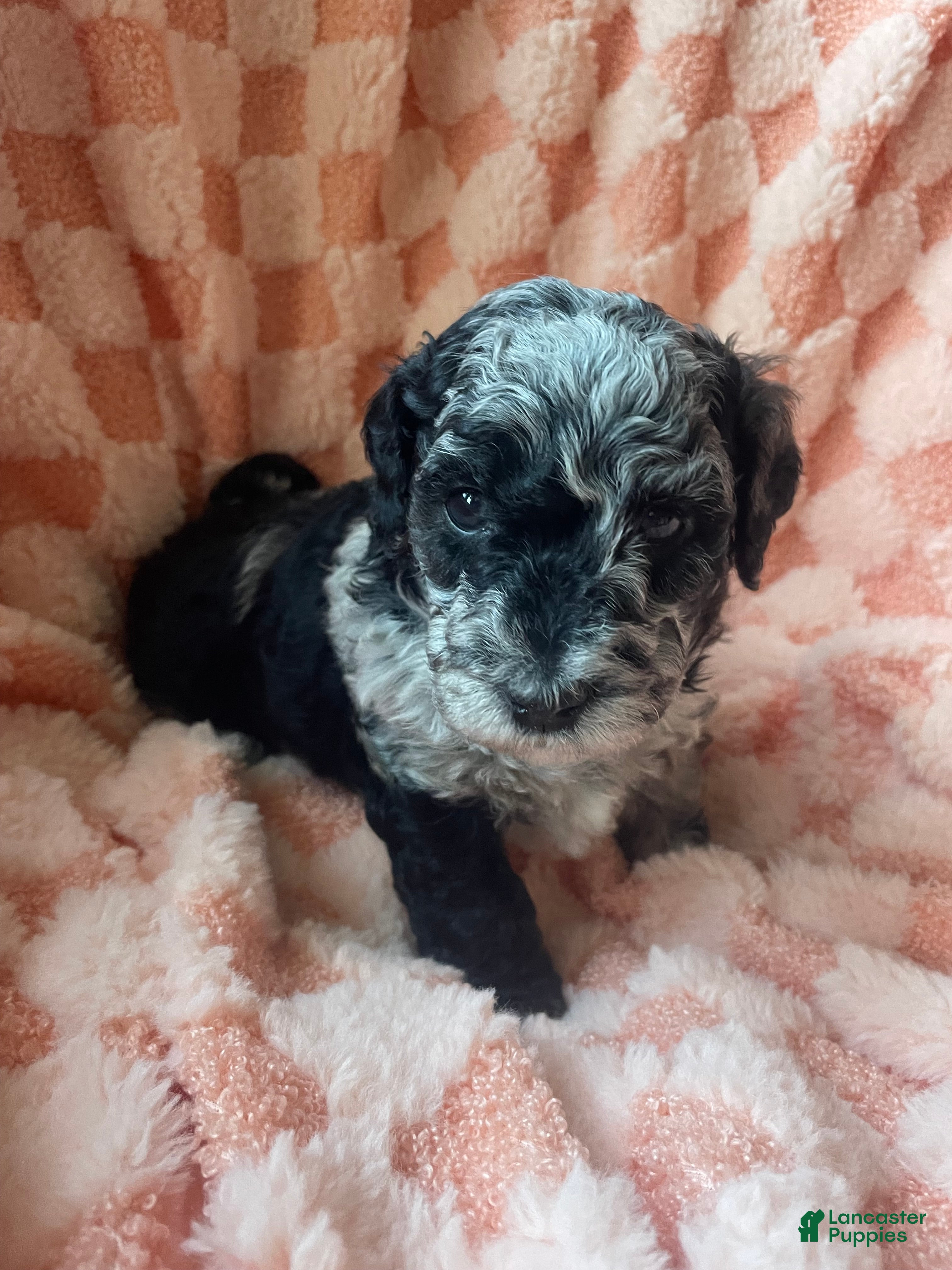 Labradoodle dogs Willow - Ad 1